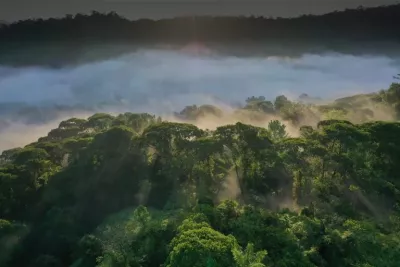 Regenwald im Morgengrauen